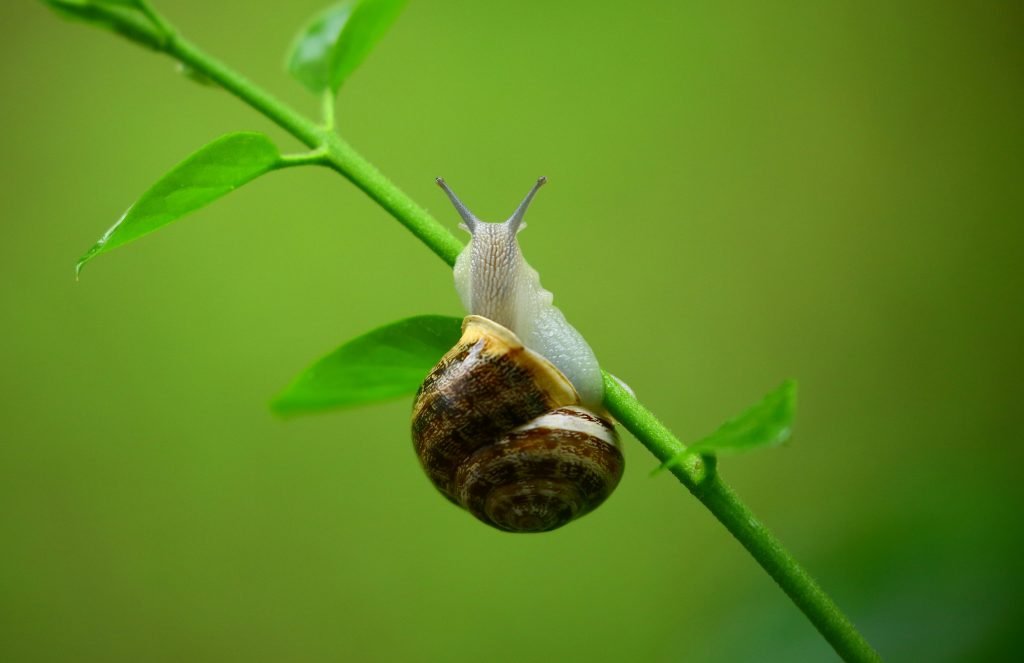 Invertebrados Moluscos para niños de primaria