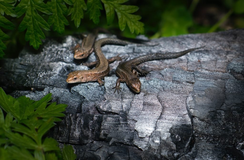 Vertebrados reptiles para niños de primaria