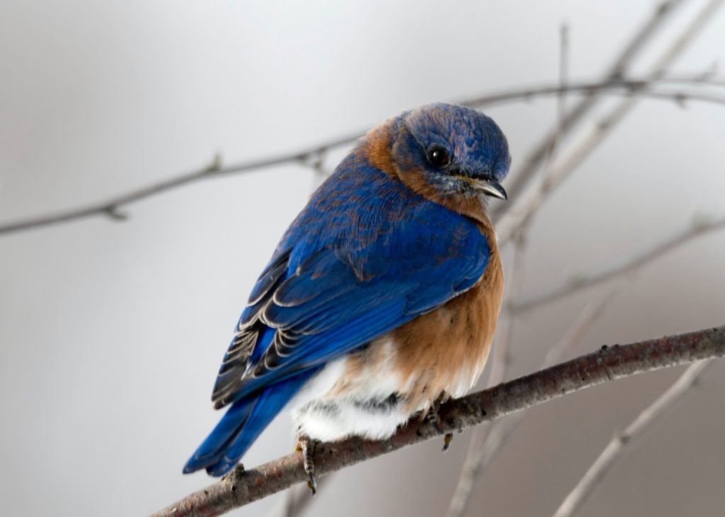 Aves para niños de primaria